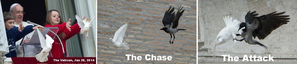 Pope peace doves attacked 1-26-14