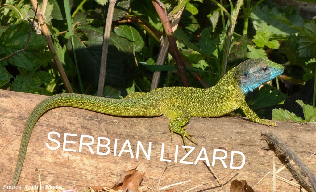 VUCIC: A SERBIAN CHAMELEON LIZARD